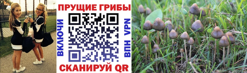 дарнет шоп  Торжок  Псилоцибиновые грибы прущие грибы 